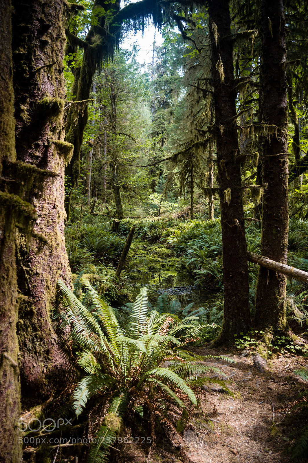 Nikon D3200 sample photo. Hoh rainforest photography