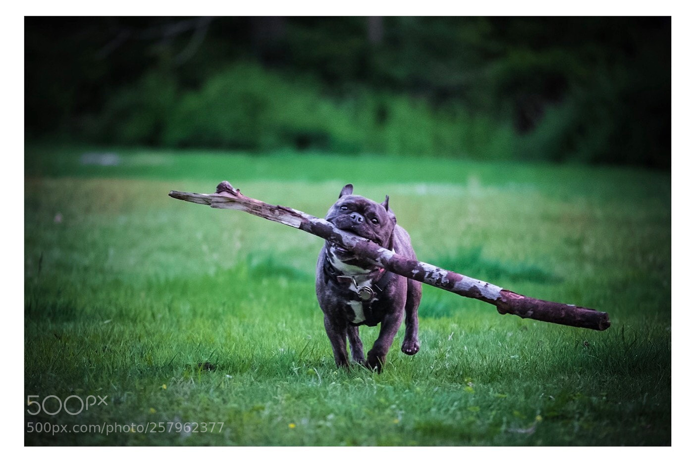 Fujifilm X-H1 sample photo. Frenchie run photography