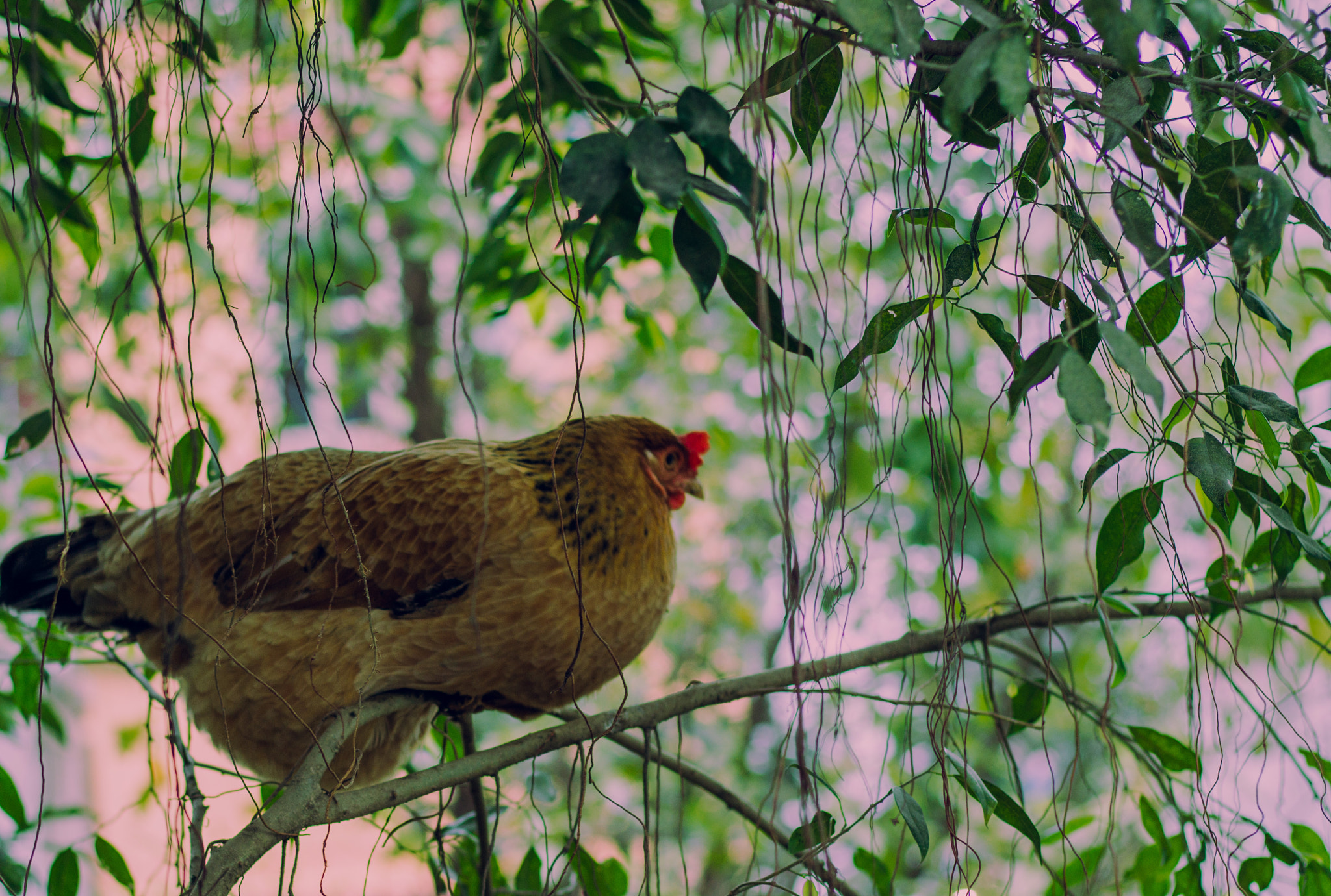 Canon EOS 600D (Rebel EOS T3i / EOS Kiss X5) sample photo. Chicken already sleep on branch photography