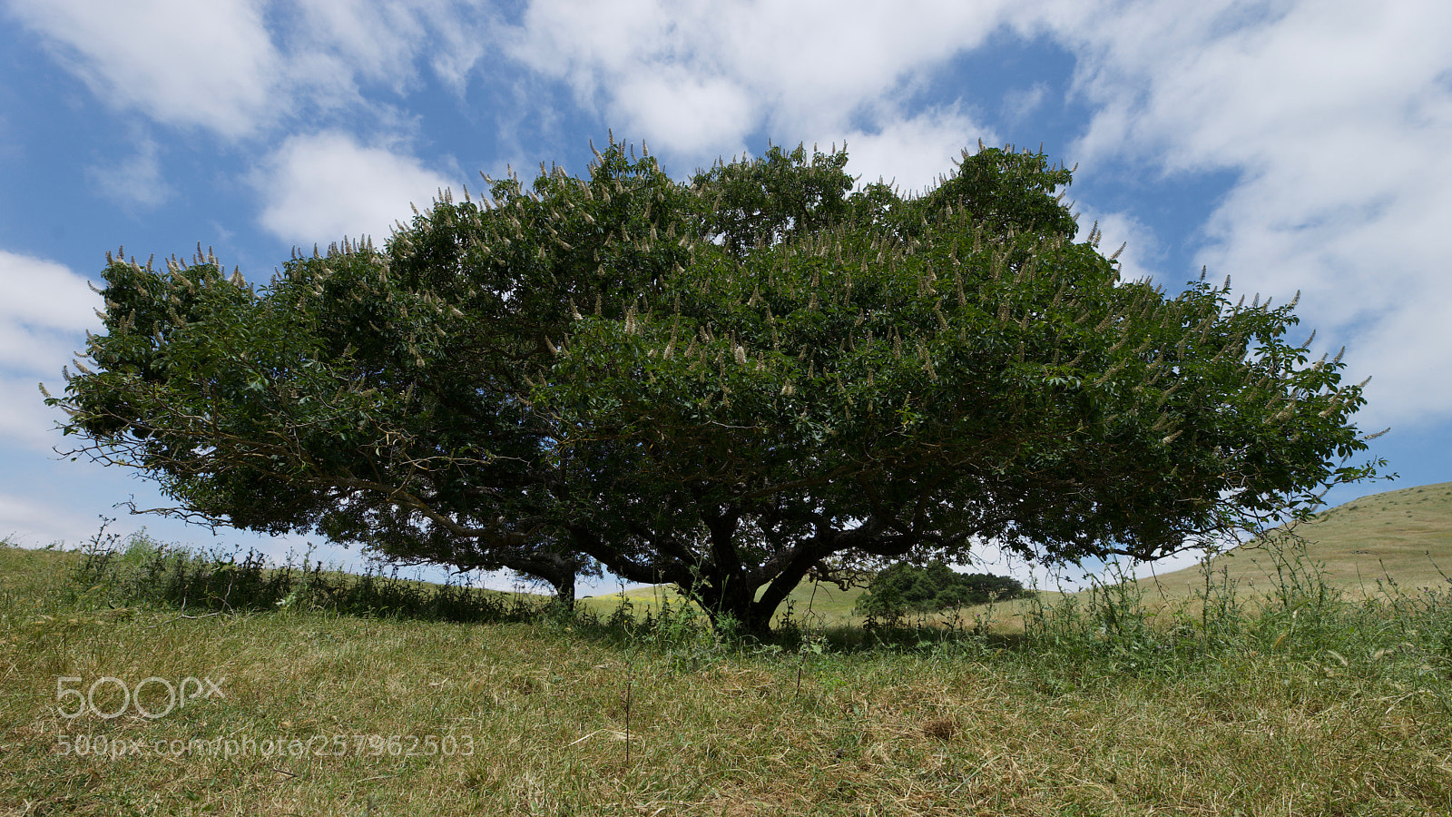 Sony a7 sample photo. Hike at dry creek photography