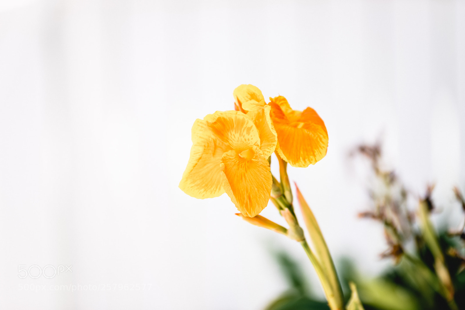Nikon D750 sample photo. Bloom photography