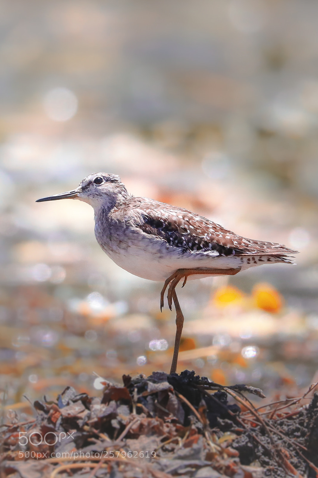 Canon EOS 5D Mark IV sample photo. Sandpiper.. photography