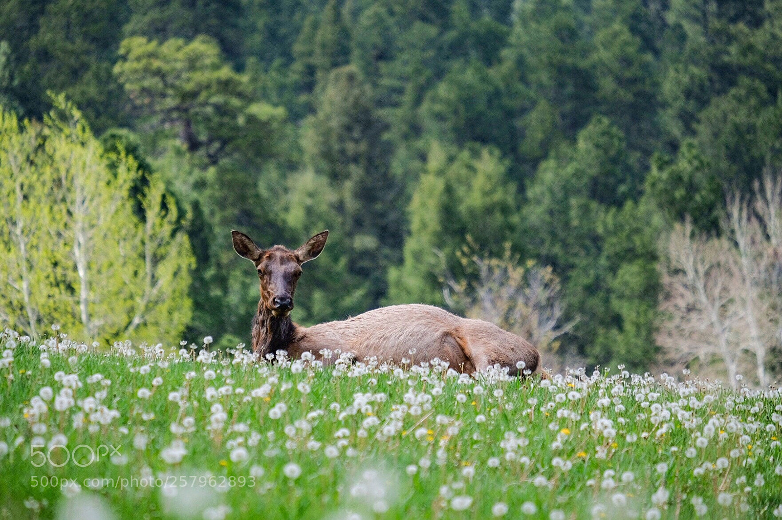 Fujifilm X-H1 sample photo. Elk, evergreen, co  photography
