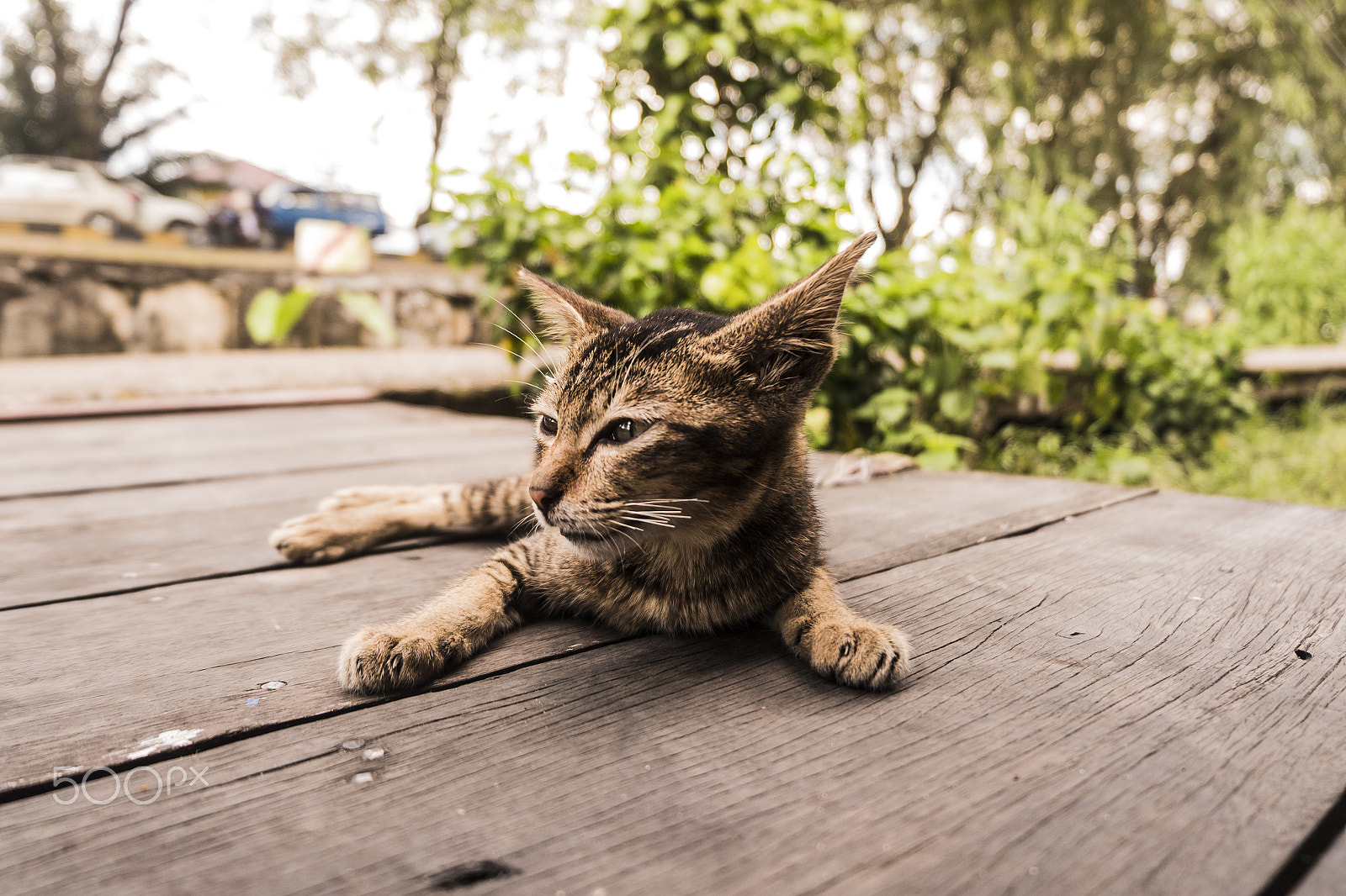 Fujifilm X-A10 sample photo. Randomcat photography