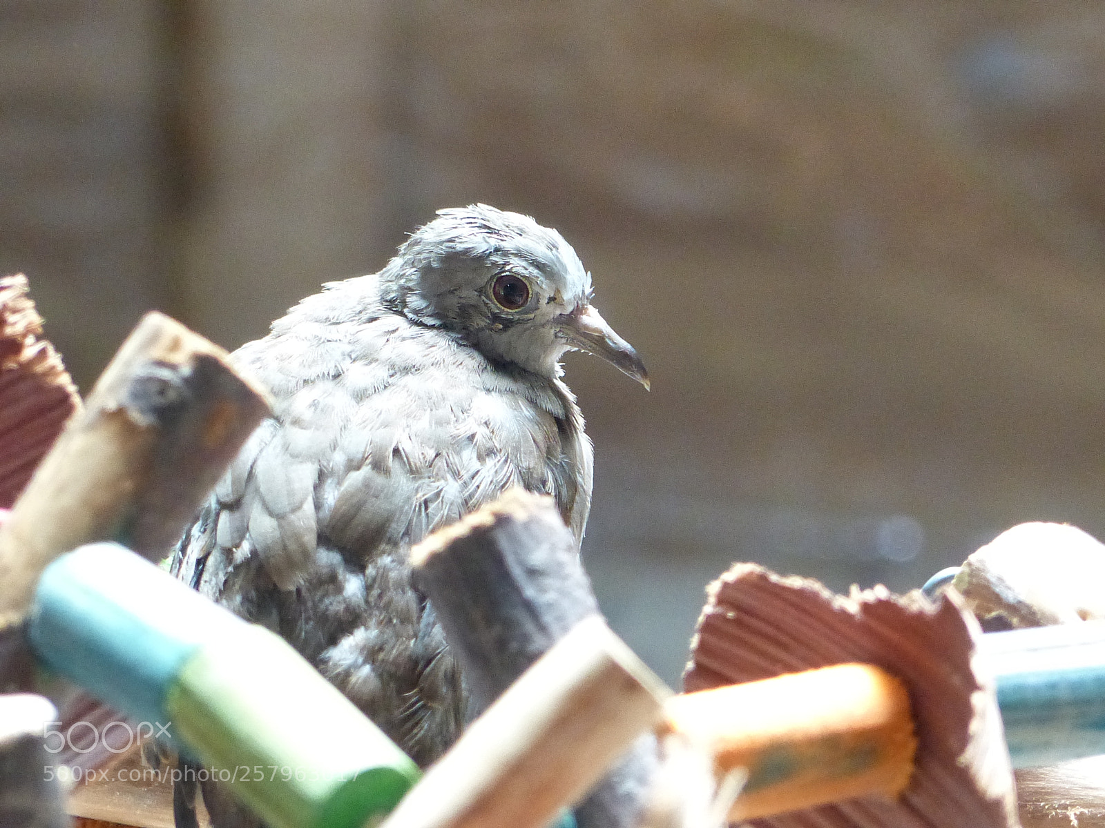 Panasonic Lumix DMC-FZ200 sample photo. P photography