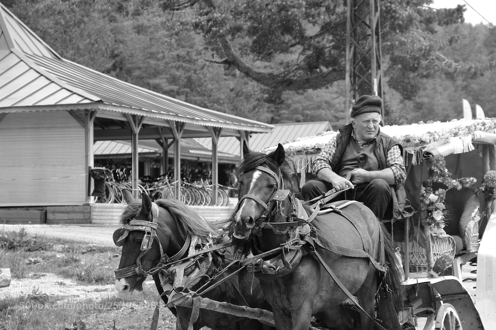 Canon EOS 600D (Rebel EOS T3i / EOS Kiss X5) sample photo. Horse carriage rider at photography