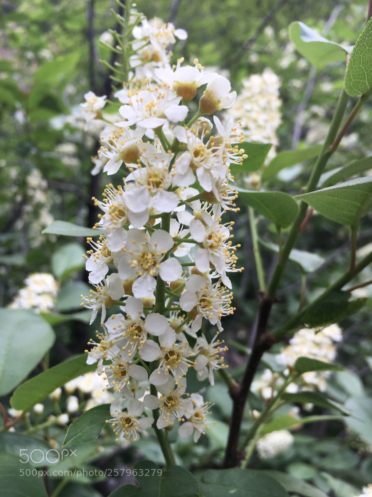 Apple iPhone 6s sample photo. White flowers  photography