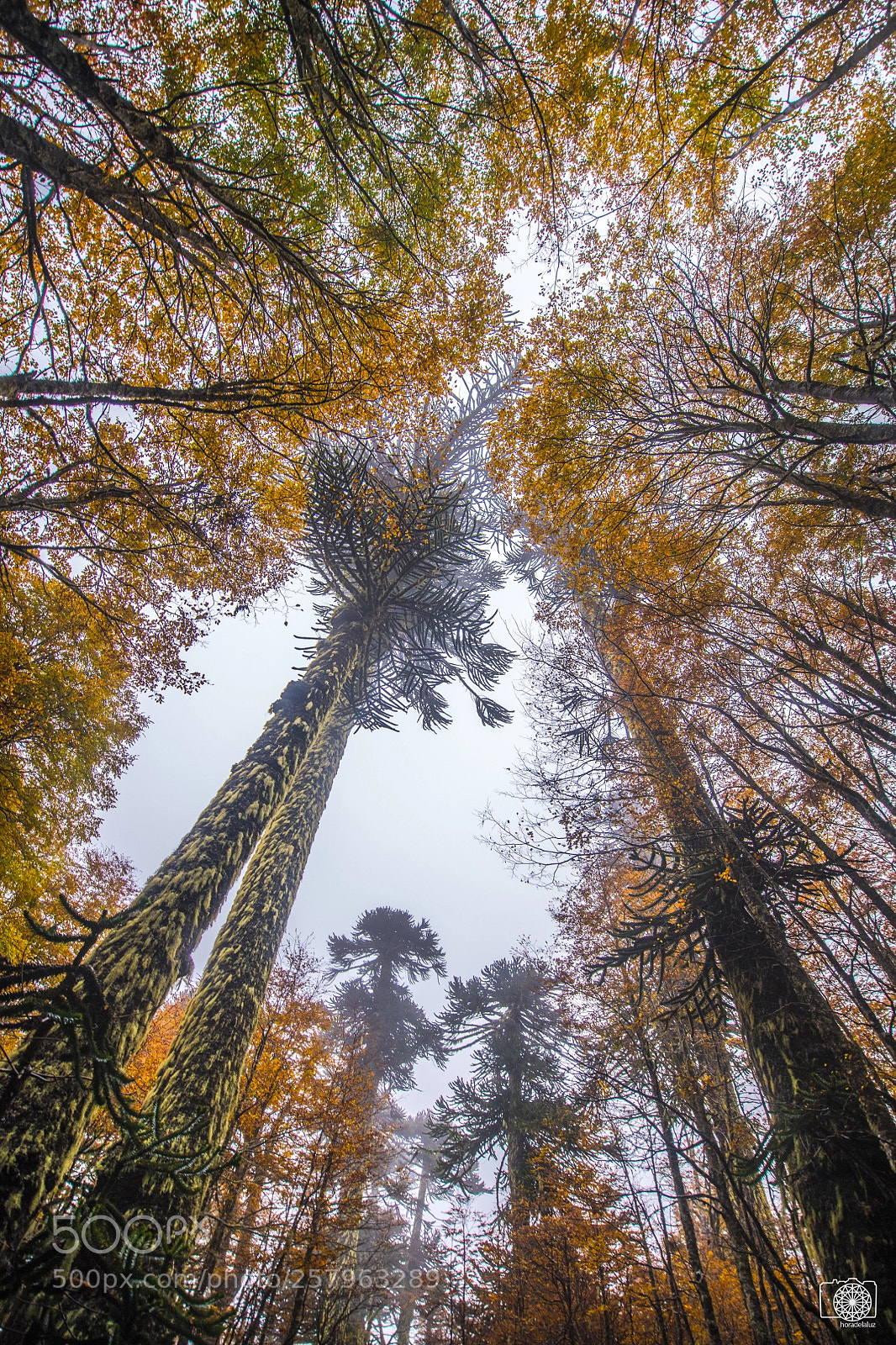 Nikon D850 sample photo. Otoño photography