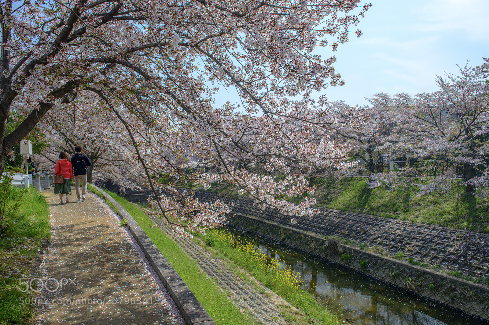 Nikon D850 sample photo. Sakura at saho river 佐保川 奈良 photography
