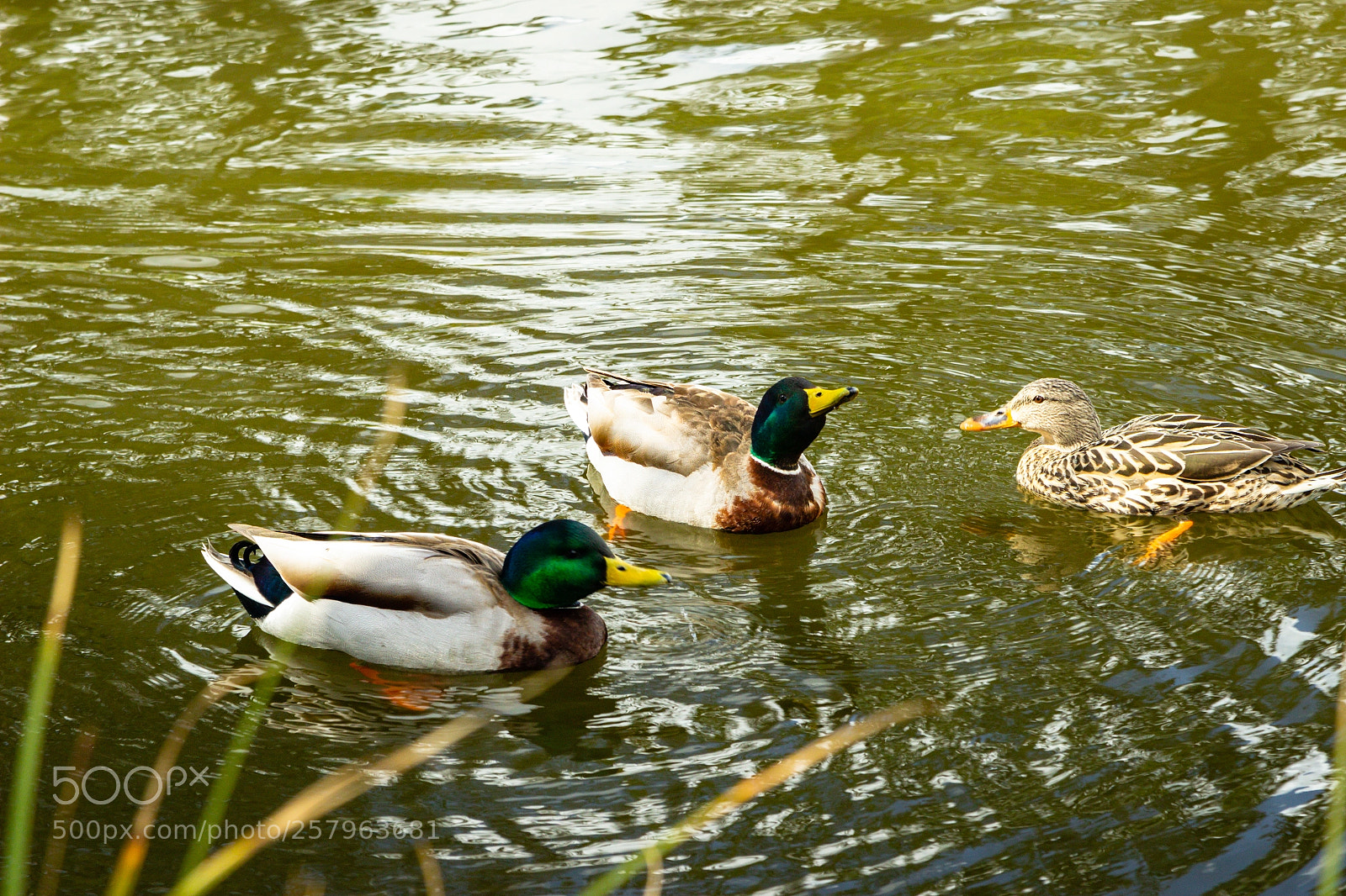 Canon EOS 600D (Rebel EOS T3i / EOS Kiss X5) sample photo. What's up?! photography
