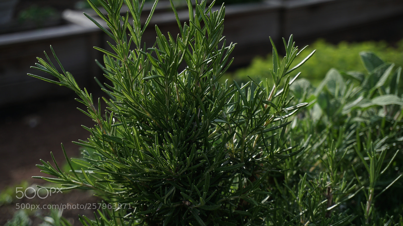 Sony a6300 sample photo. Rosemary photography