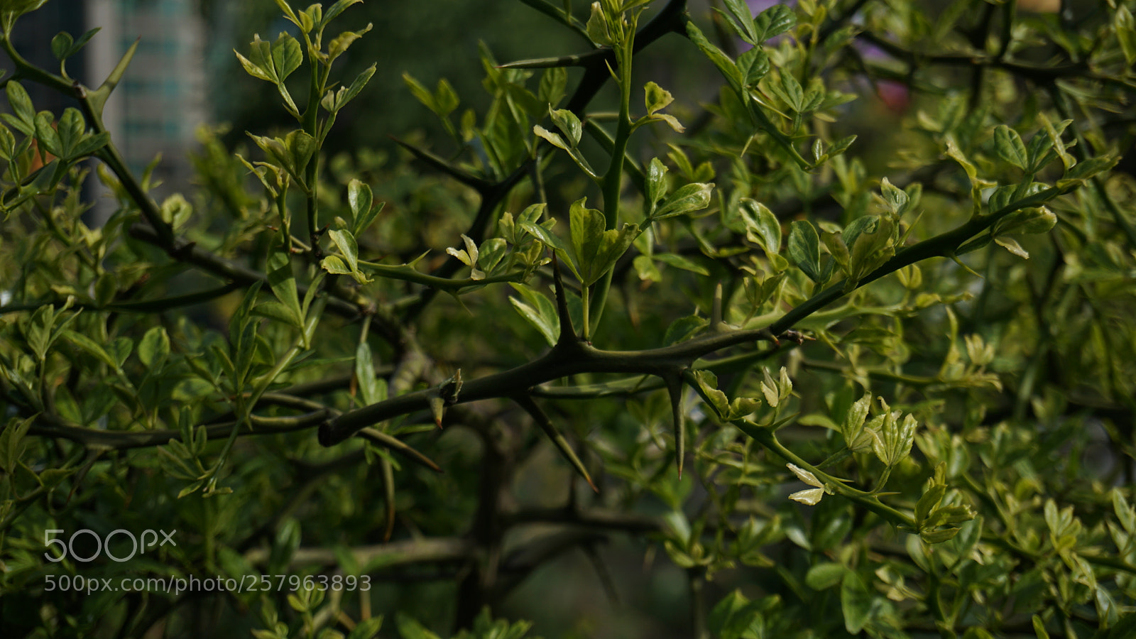 Sony a6300 sample photo. Espinas photography