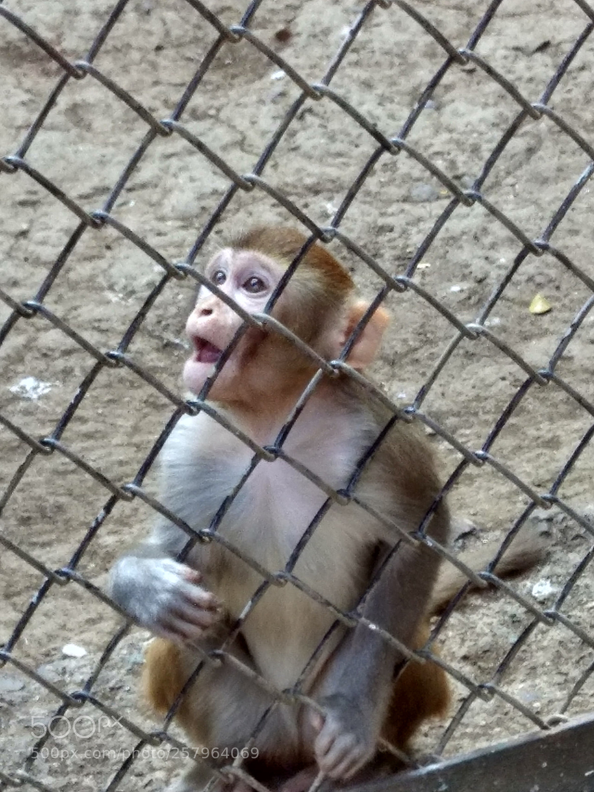 Xiaomi Redmi Note 4 sample photo. Monkey photography