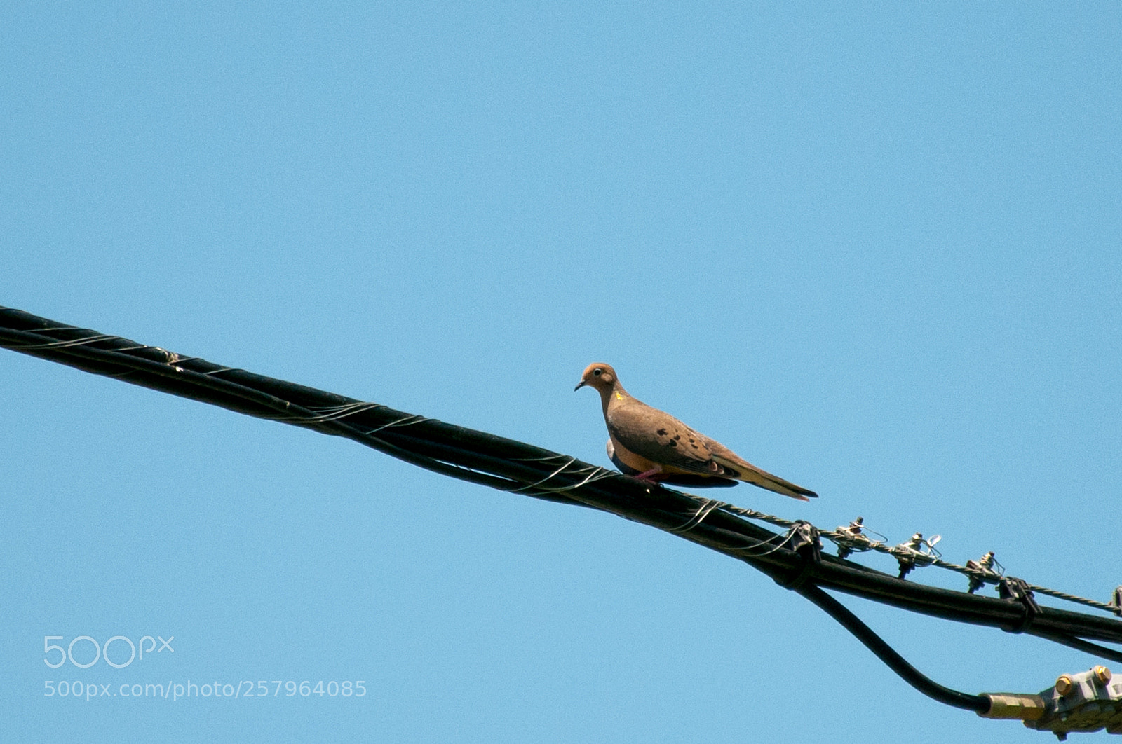 Nikon D300 sample photo. A mourning dove photography