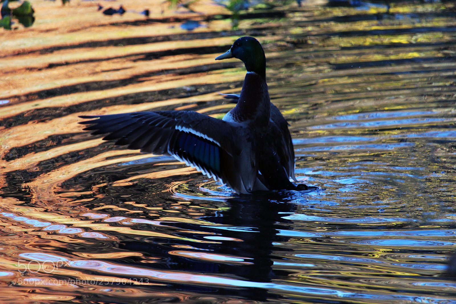 Canon EOS 700D (EOS Rebel T5i / EOS Kiss X7i) sample photo. Duck flapping wings photography