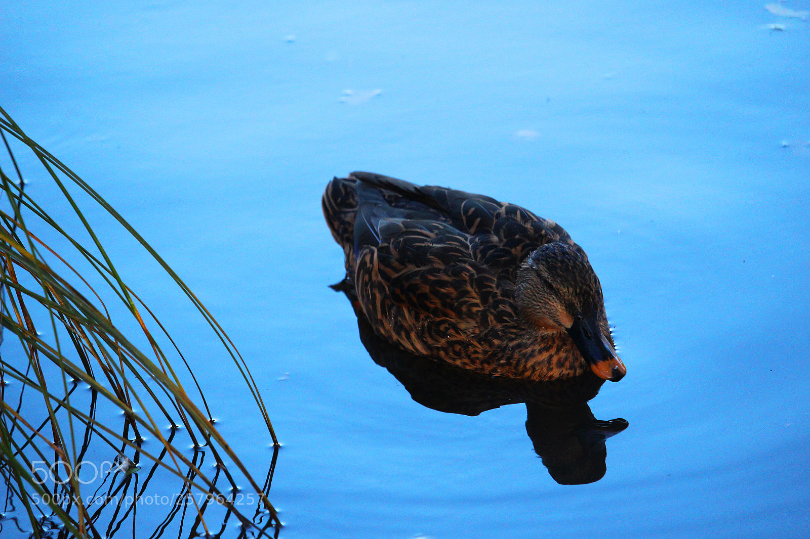 Canon EOS 700D (EOS Rebel T5i / EOS Kiss X7i) sample photo. Duck on still water photography