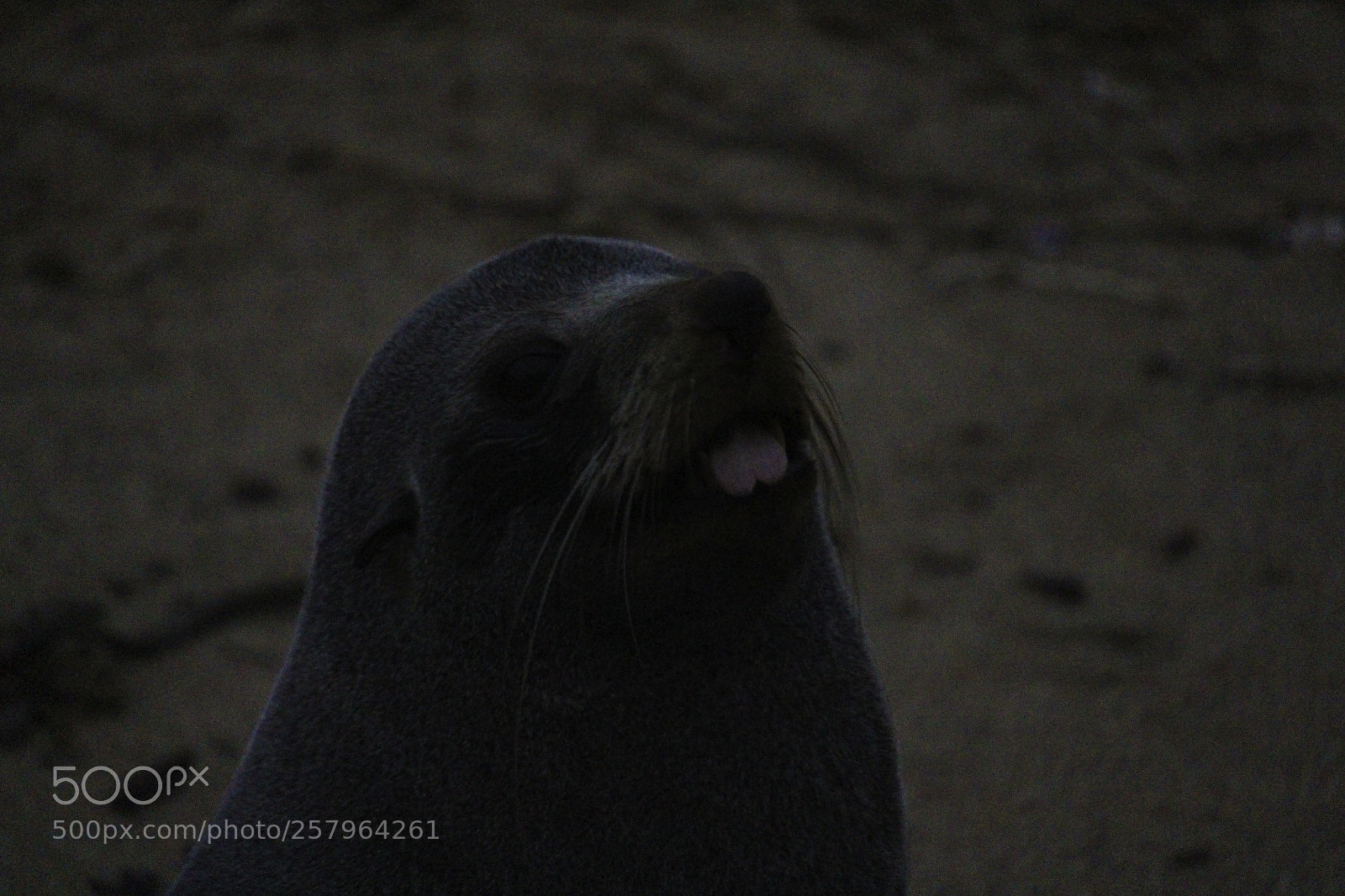 Canon EOS 700D (EOS Rebel T5i / EOS Kiss X7i) sample photo. Seal poking out tongue photography