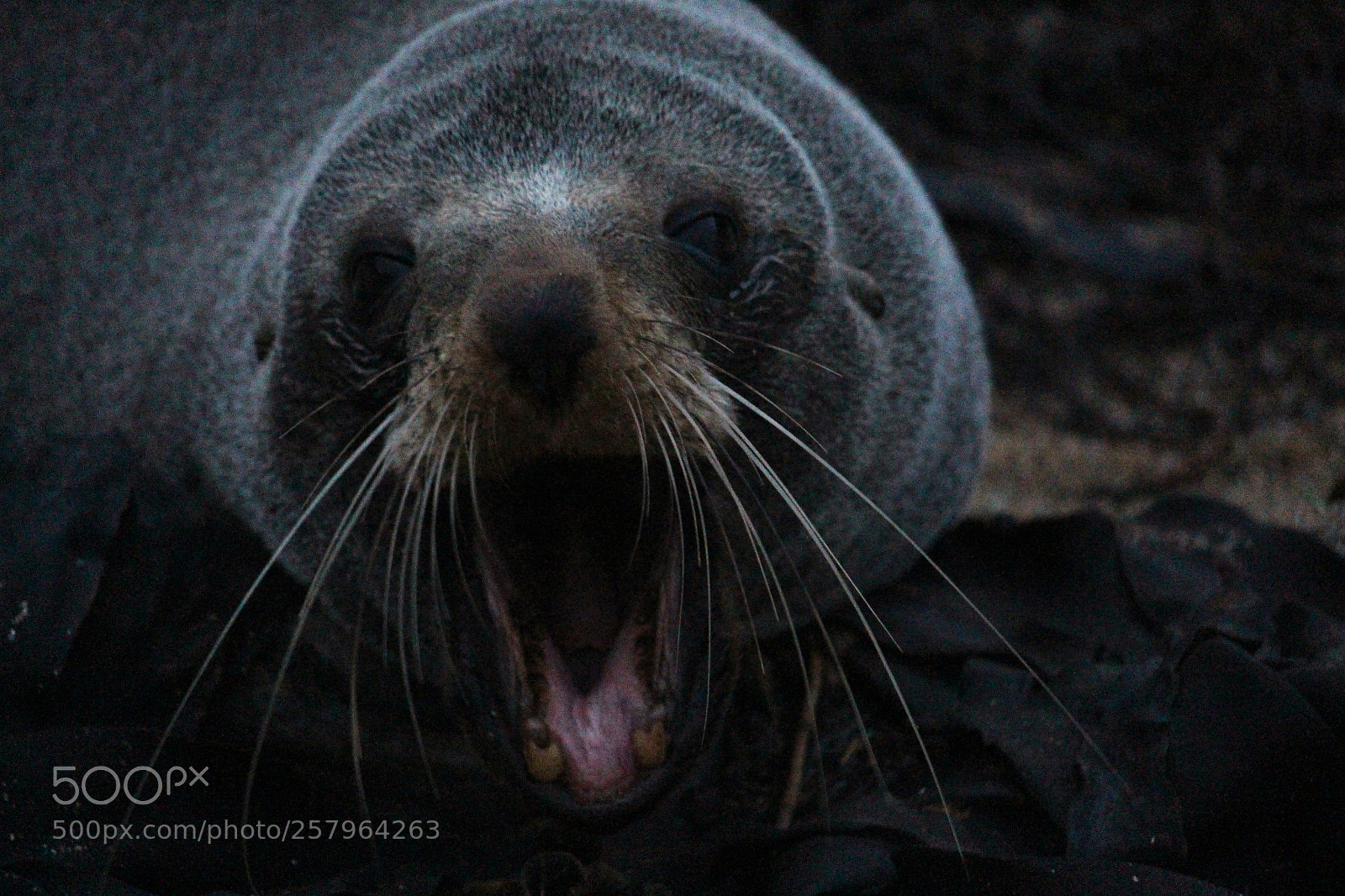 Canon EOS 700D (EOS Rebel T5i / EOS Kiss X7i) sample photo. Seal yawning photography