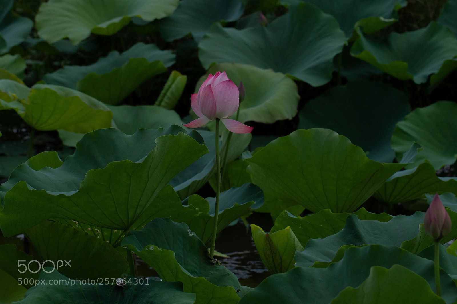 Canon EOS 7D Mark II sample photo. Lotus photography