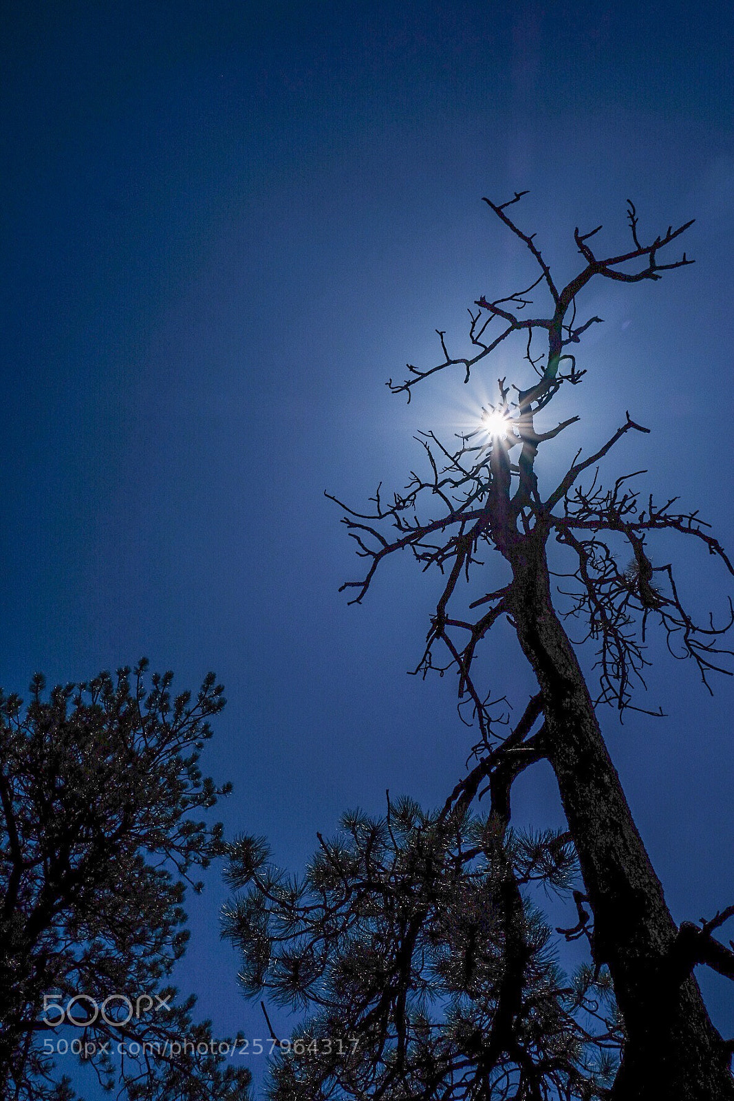 Fujifilm X-H1 sample photo. Dead tree, lookout mountain photography