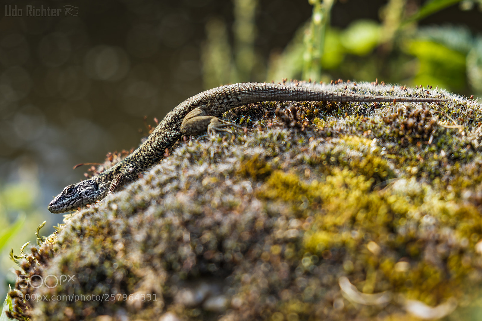 Fujifilm X-T20 sample photo. 'great li'l raptor' photography