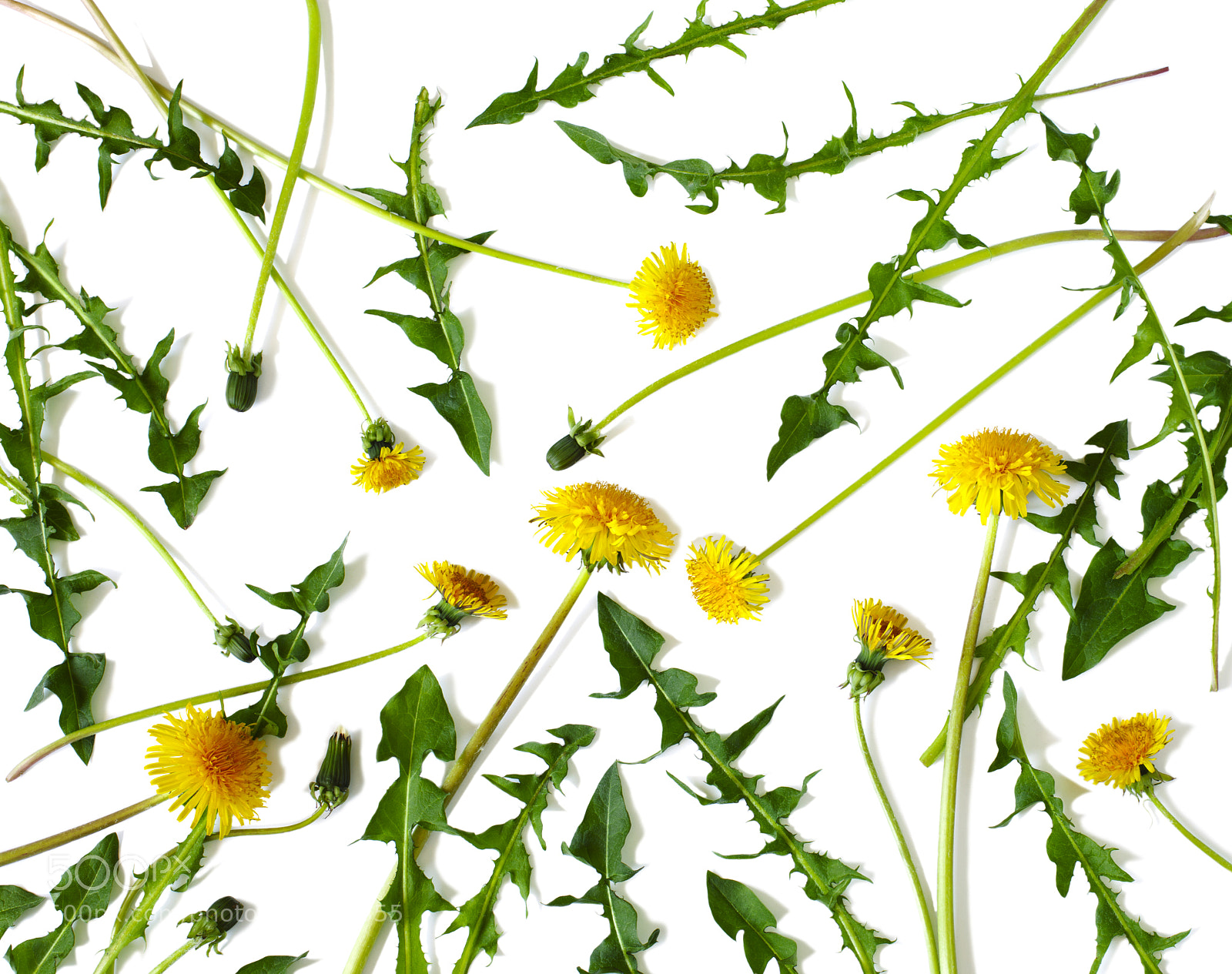 Canon EOS 5D Mark IV sample photo. Dandelion isolated on white photography