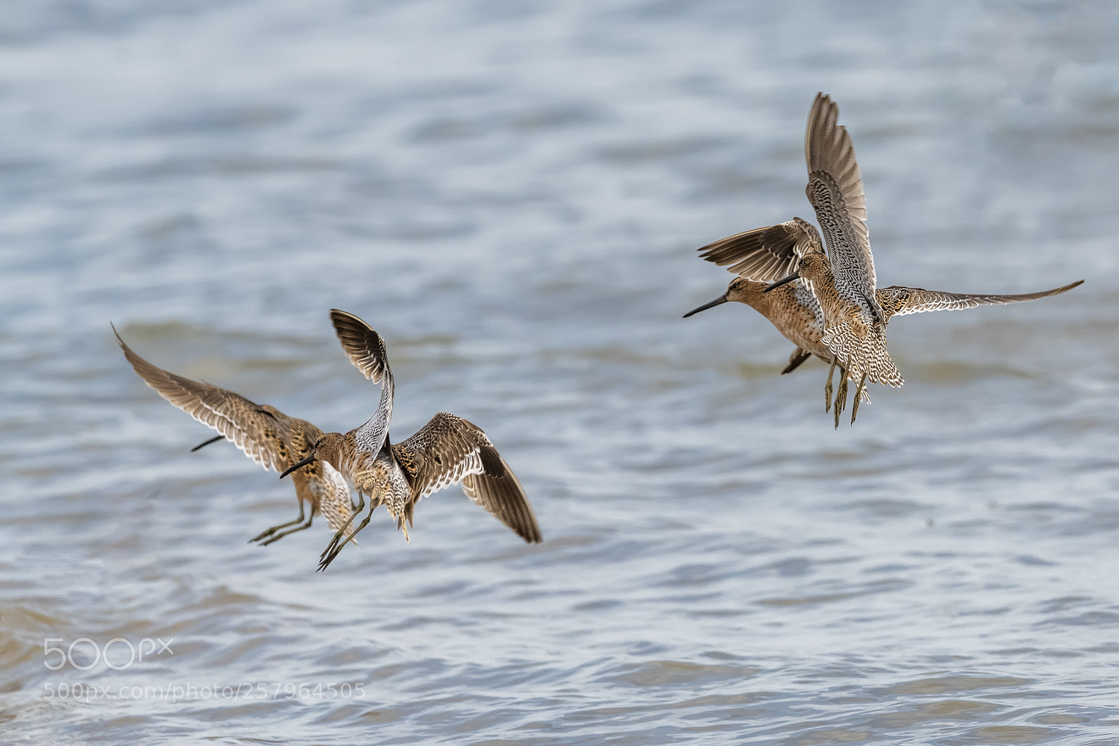 Nikon D850 sample photo. Short billed dowitcher photography