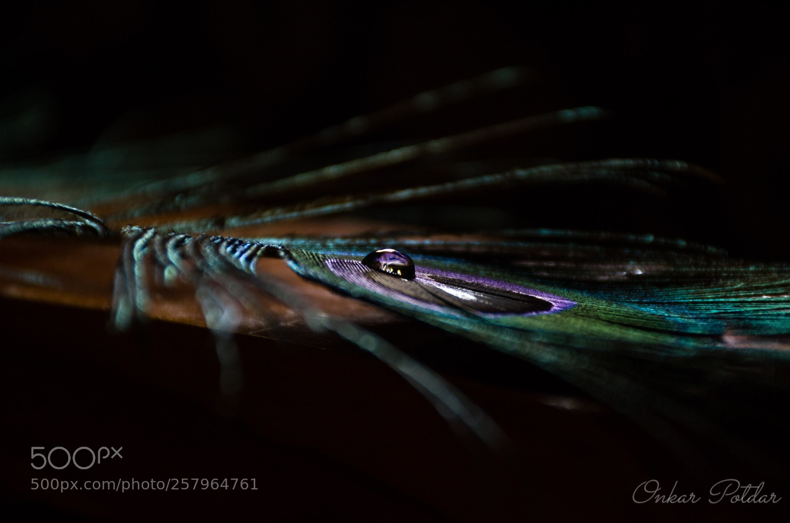 Nikon D7000 sample photo. Peacock feather photography