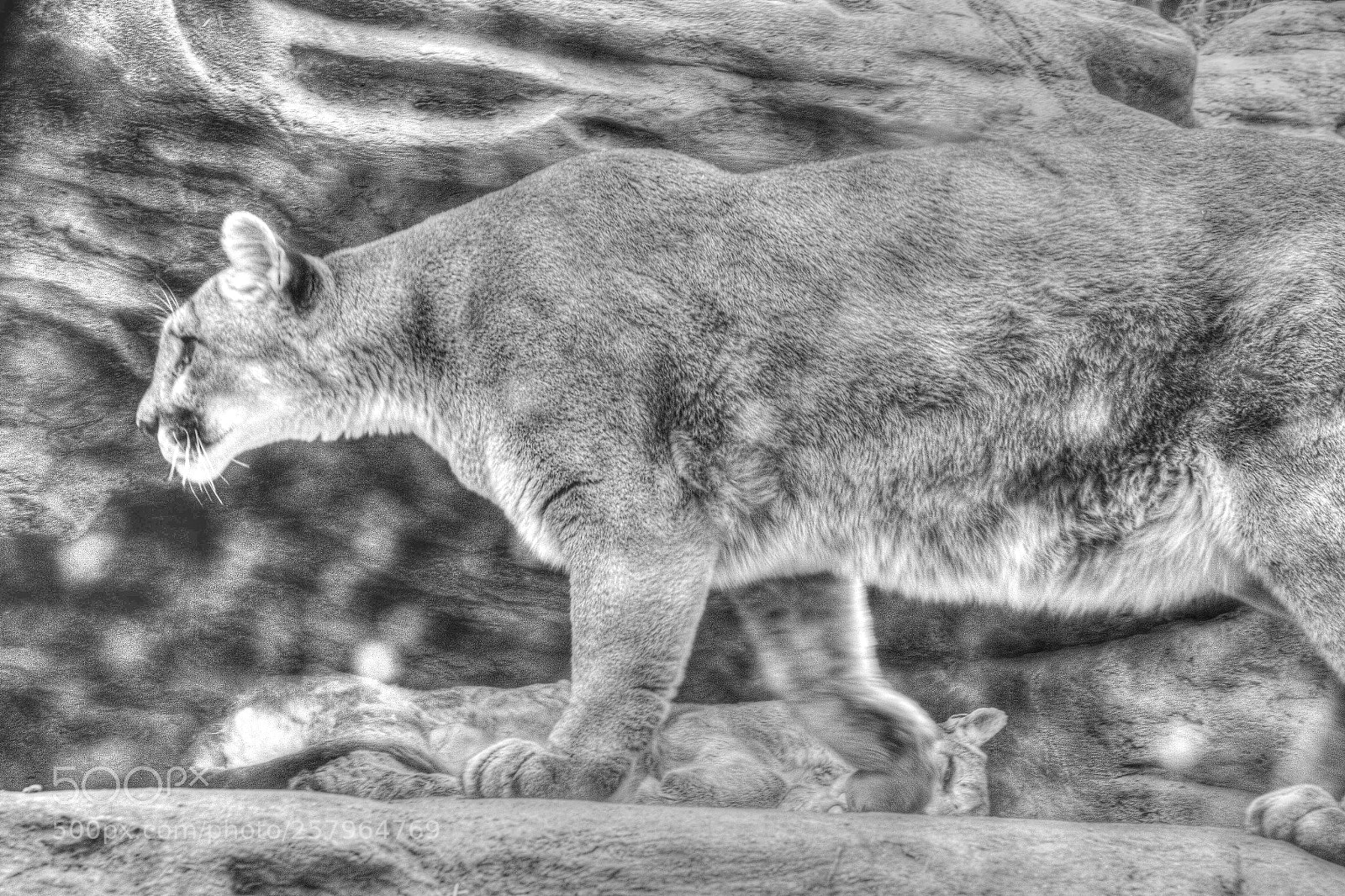 Canon EOS 60D sample photo. Mountain lion up close photography