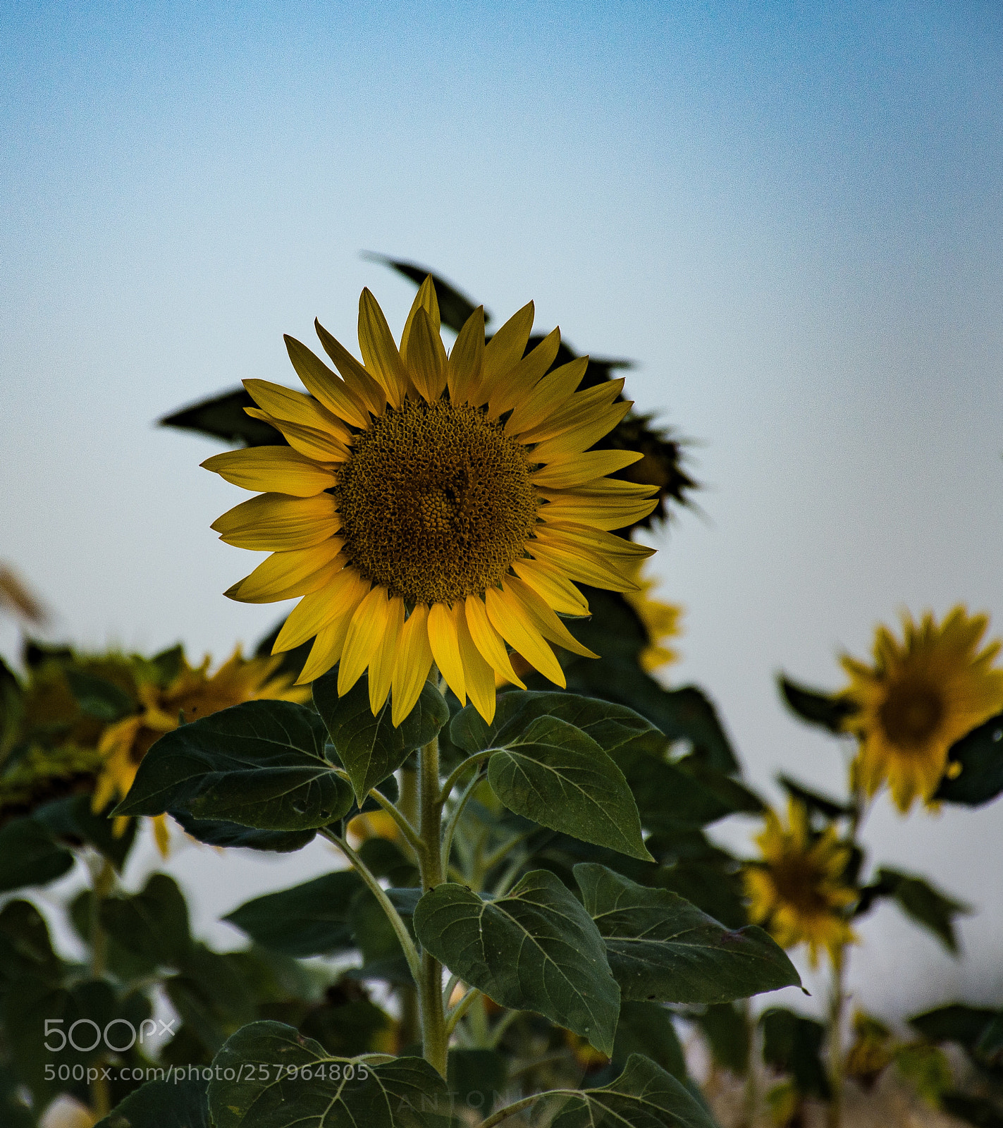 Nikon D7200 sample photo. Untitled photography