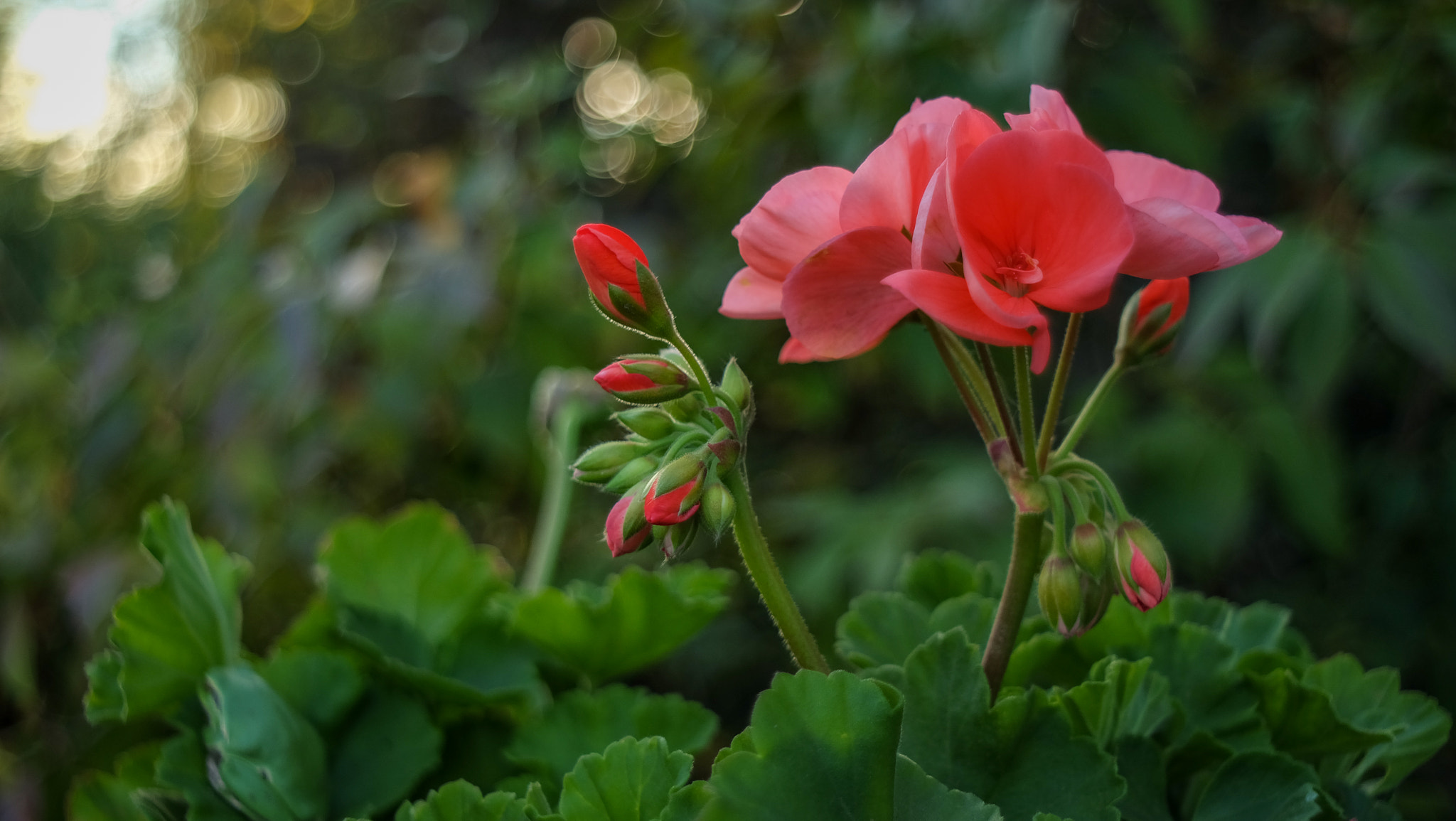 Fujifilm X-A1 sample photo