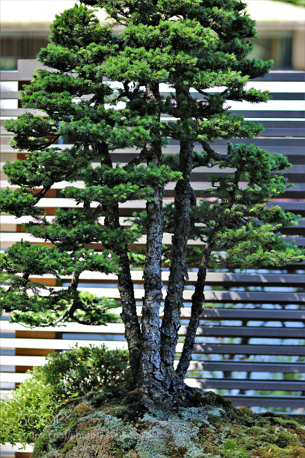 Canon EOS 80D sample photo. Bonsai photography