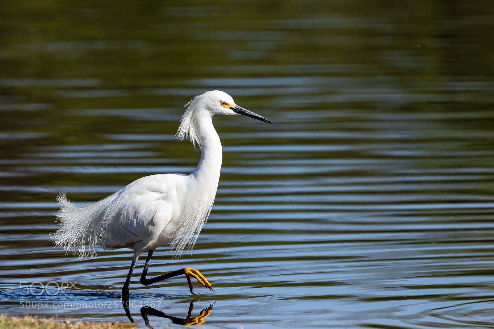 Canon EOS 7D Mark II sample photo. Snowy egret steping out photography