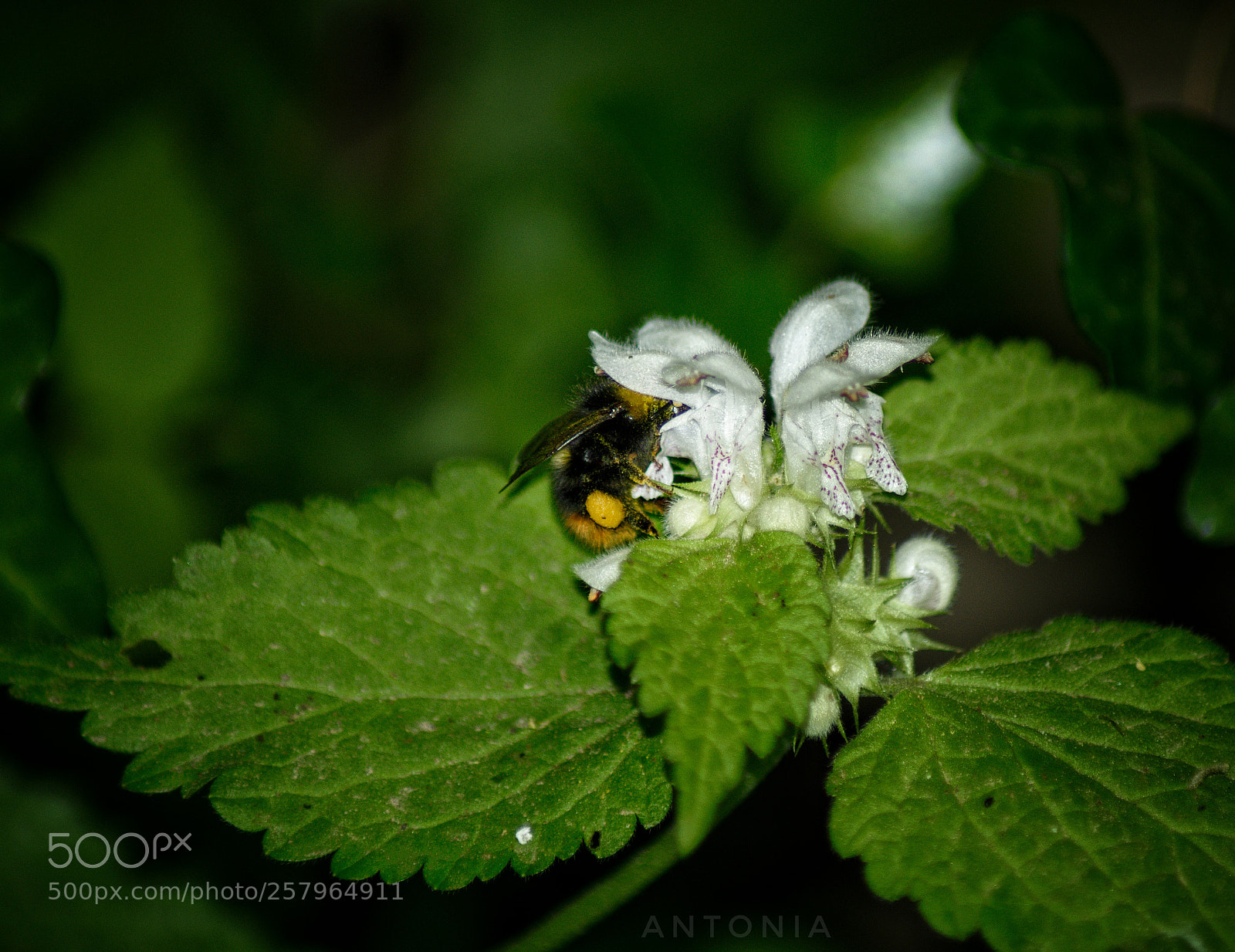 Nikon D7200 sample photo. Untitled photography