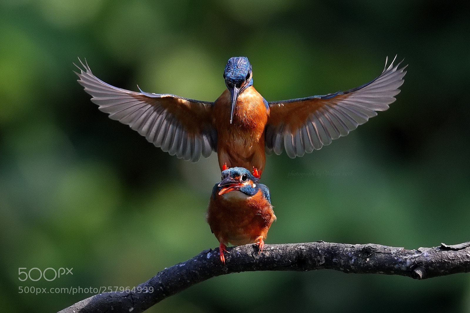 Canon EOS-1D X Mark II sample photo. Alcedo atthis photography