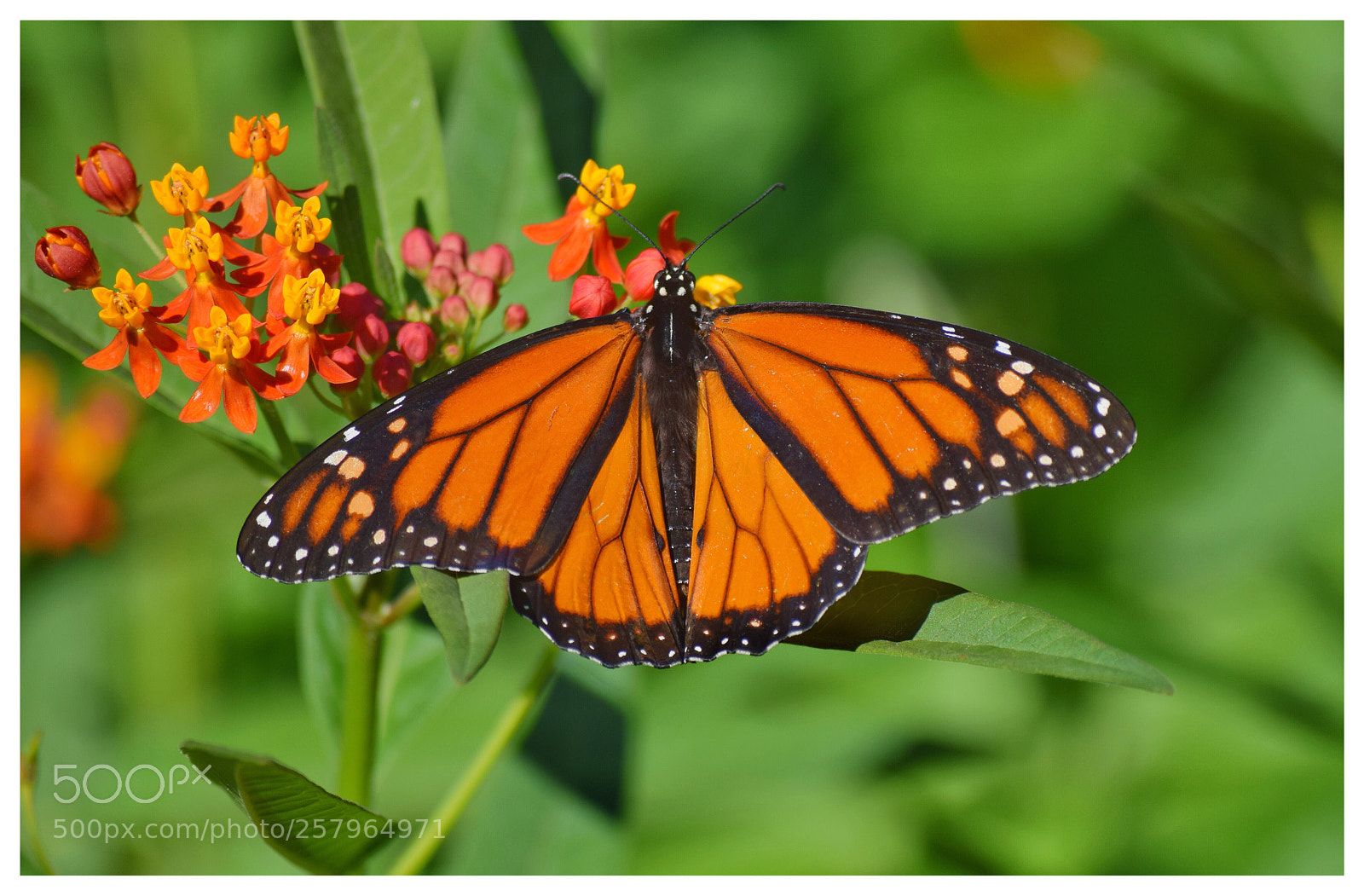 Nikon D3300 sample photo. Butterfly  photography