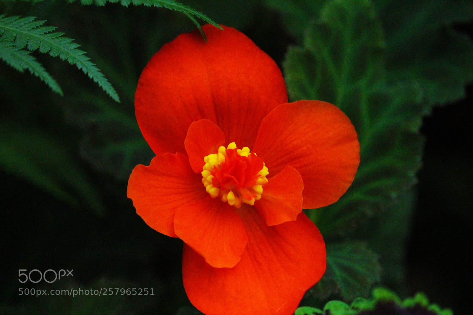 Canon EOS 700D (EOS Rebel T5i / EOS Kiss X7i) sample photo. Orange flower photography