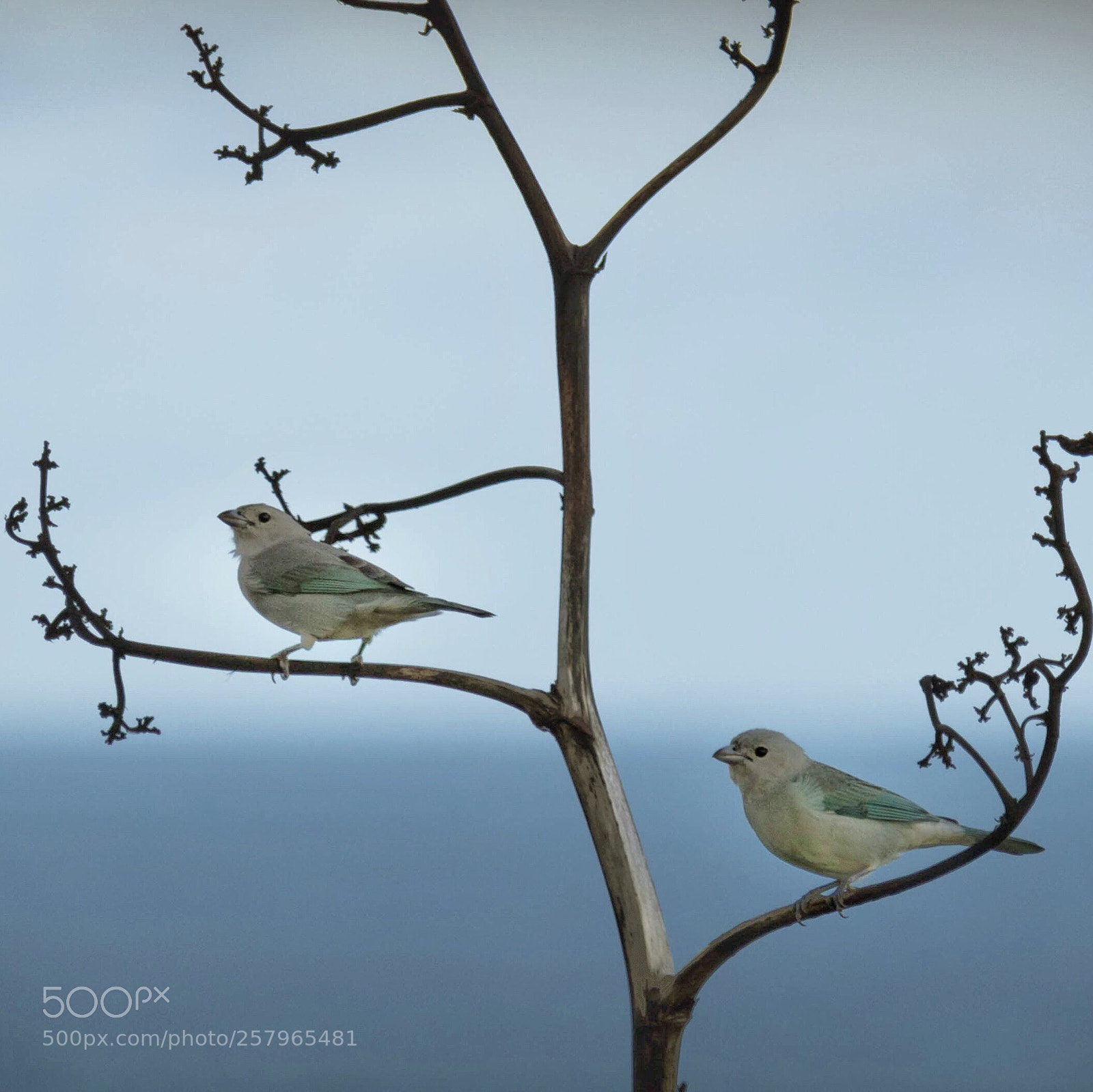 Canon EOS 750D (EOS Rebel T6i / EOS Kiss X8i) sample photo. Two little birds photography