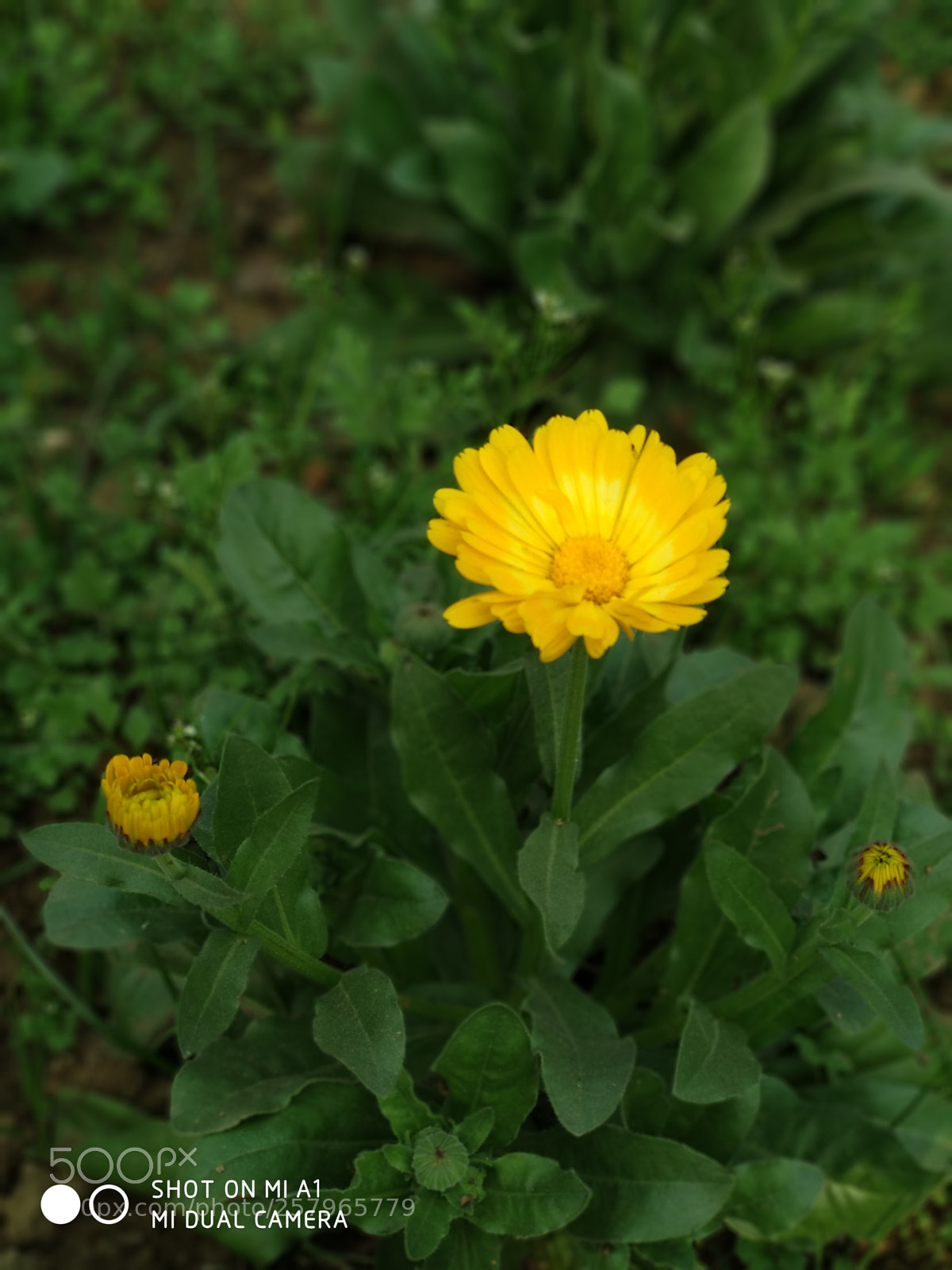 Xiaomi Mi A1 sample photo. Untitled photography