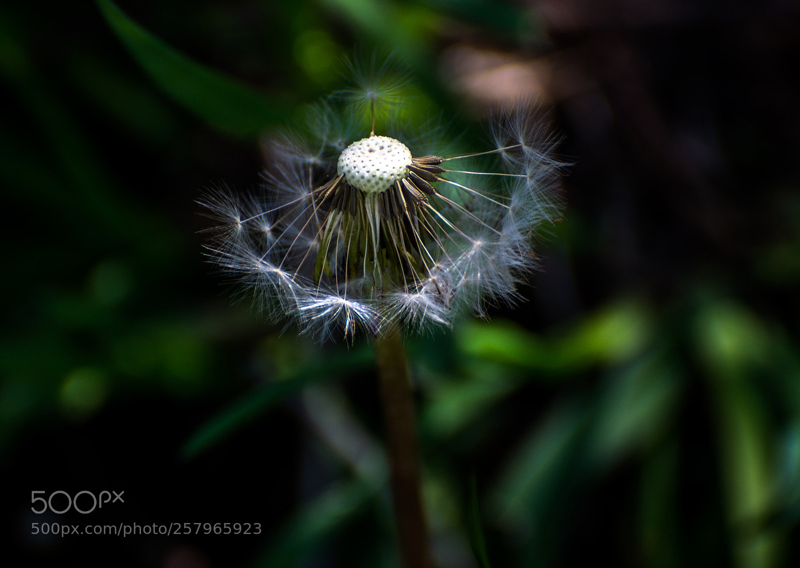 Nikon D610 sample photo. M photography