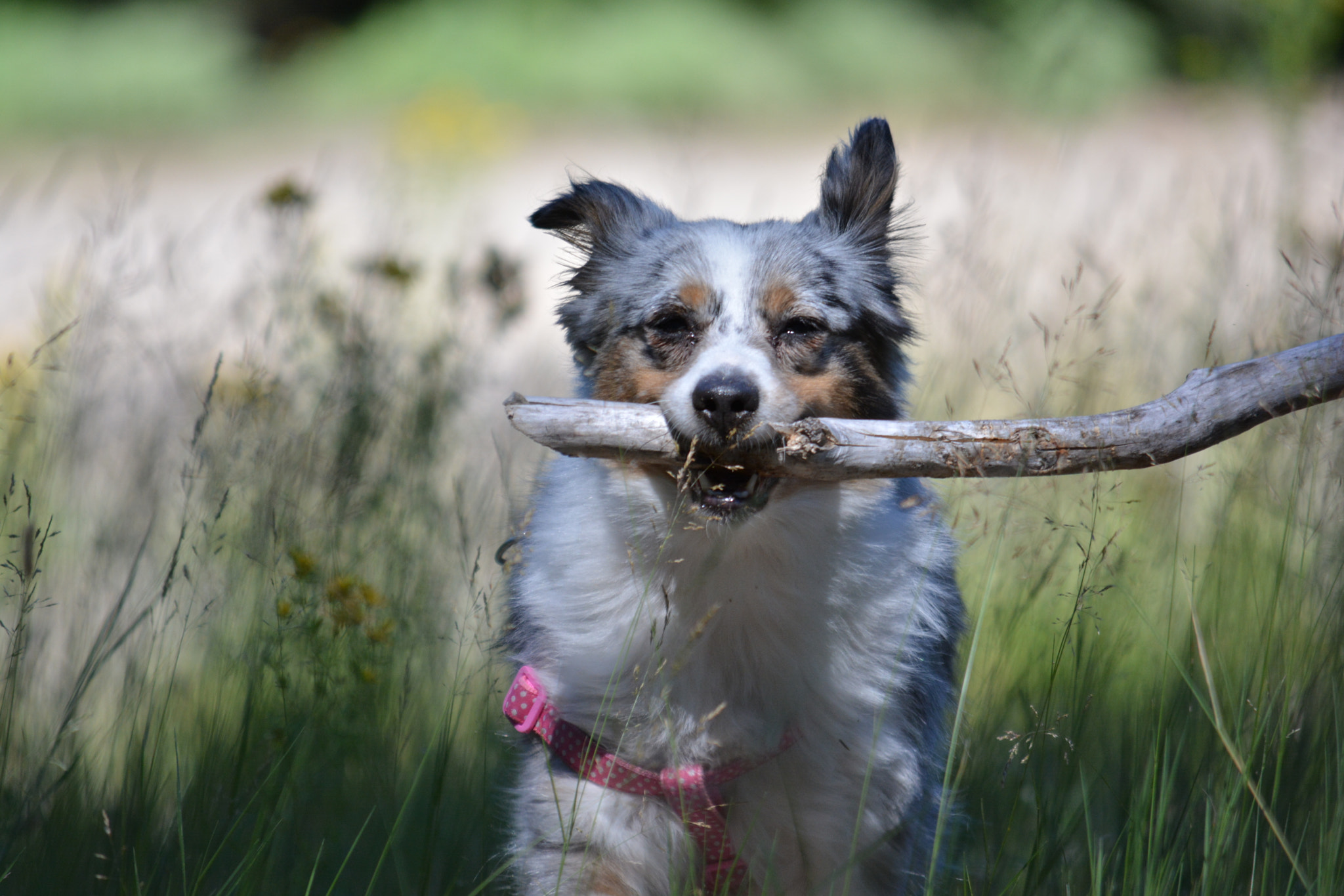 Nikon D5200 sample photo. My girl photography