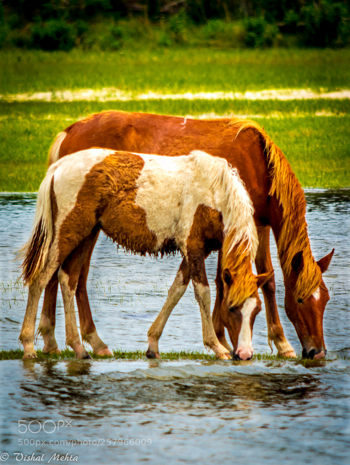 Nikon D5200 sample photo. Horses in wild photography