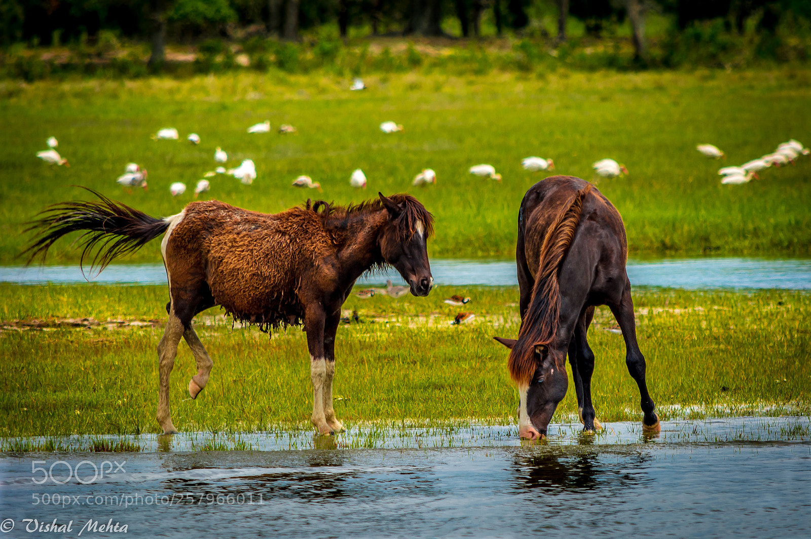 Nikon D5200 sample photo. Horses in wild photography