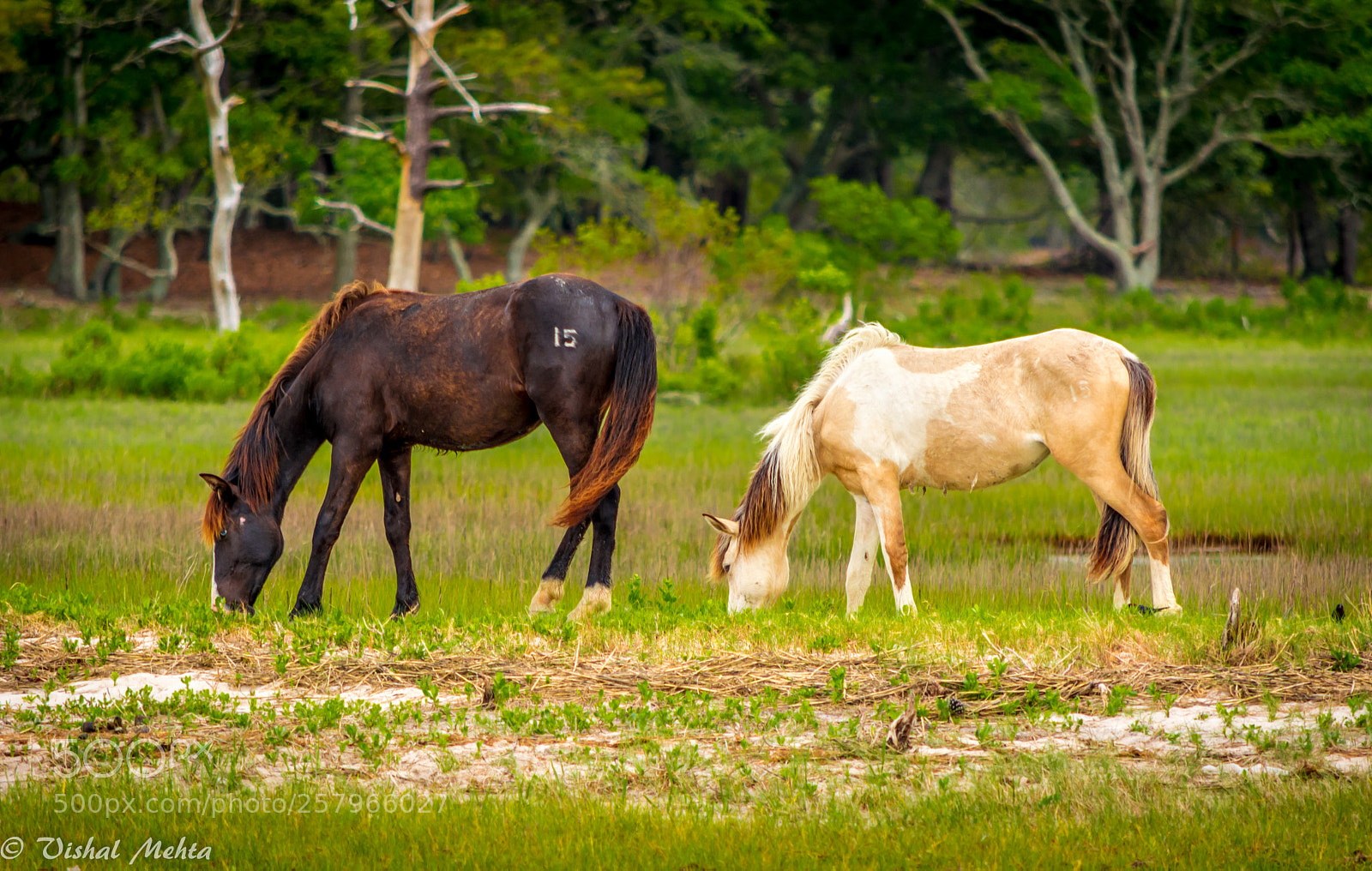 Nikon D5200 sample photo. Horses in wild photography