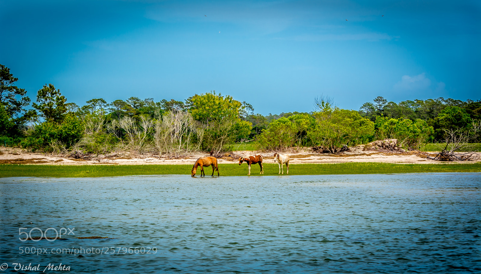 Nikon D5200 sample photo. Horses in wild photography