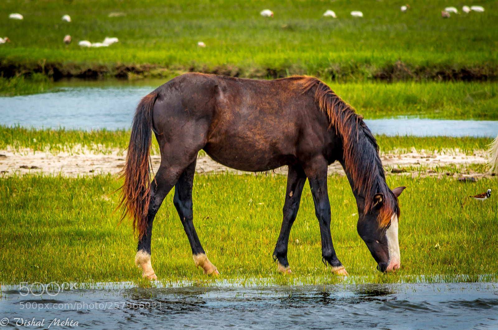 Nikon D5200 sample photo. Horses in wild photography