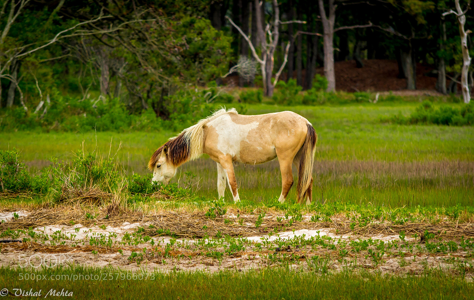 Nikon D5200 sample photo. Horses in wild photography