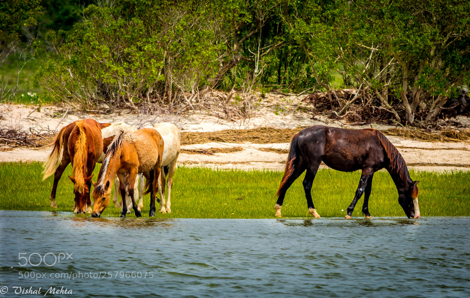 Nikon D5200 sample photo. Horses in wild photography