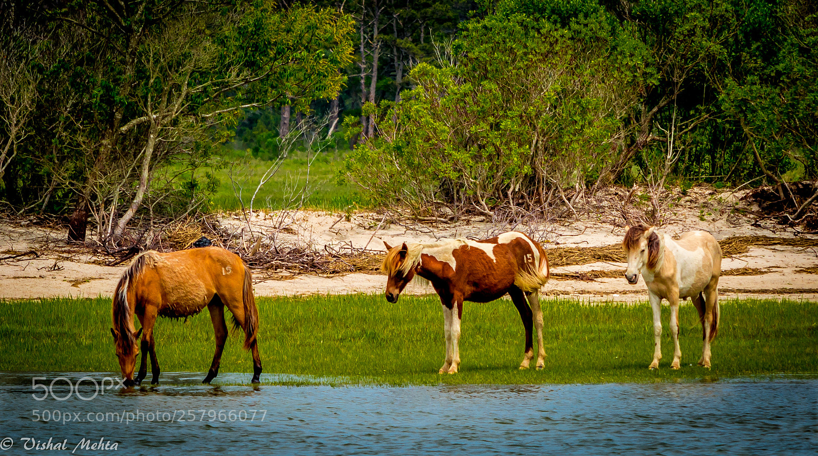 Nikon D5200 sample photo. Horses in wild photography