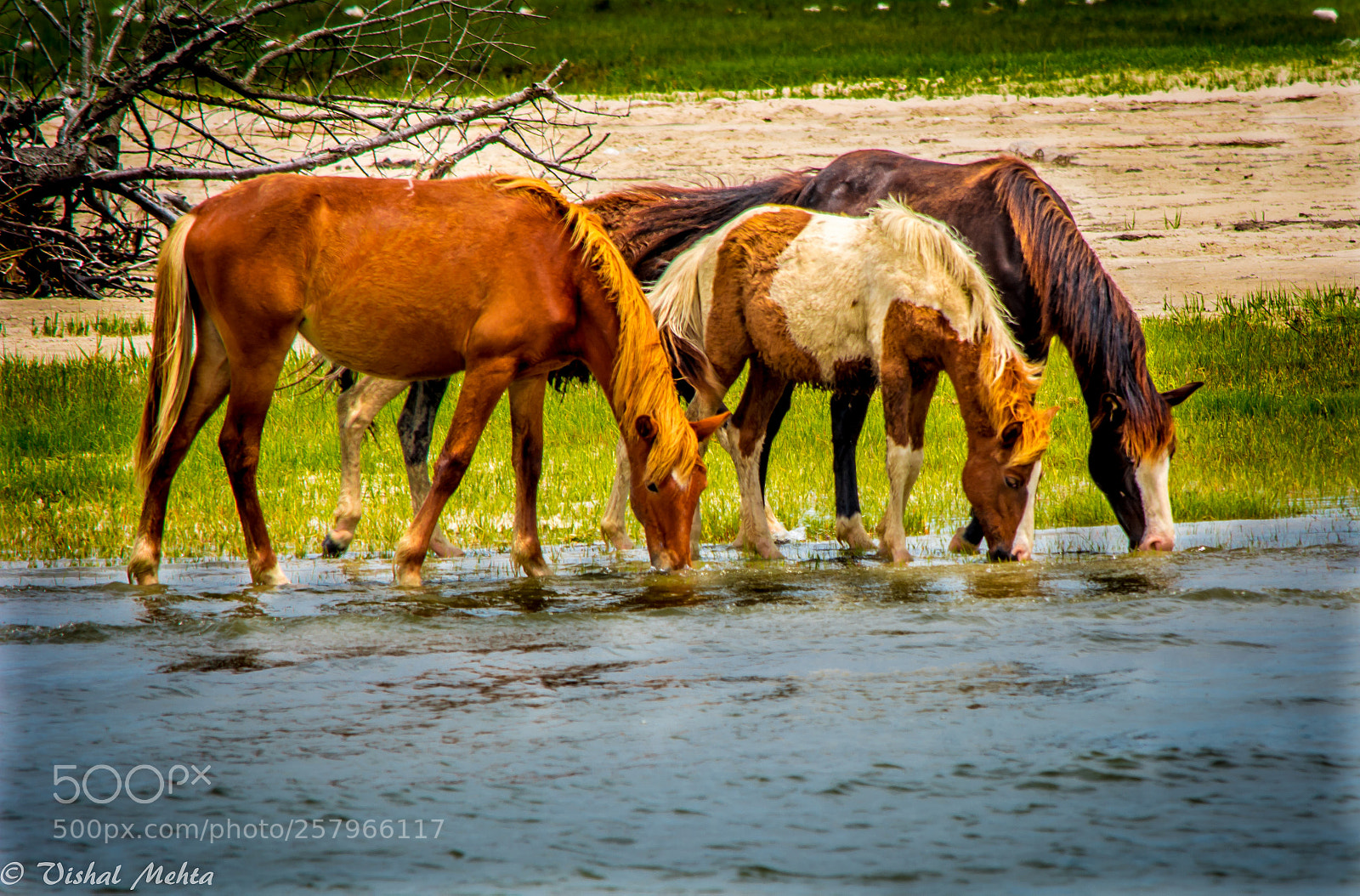 Nikon D5200 sample photo. Horses in wild photography